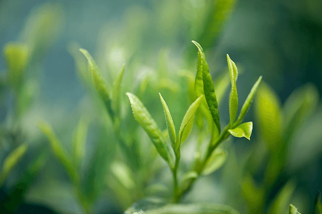 tipos de chá - chá-verde